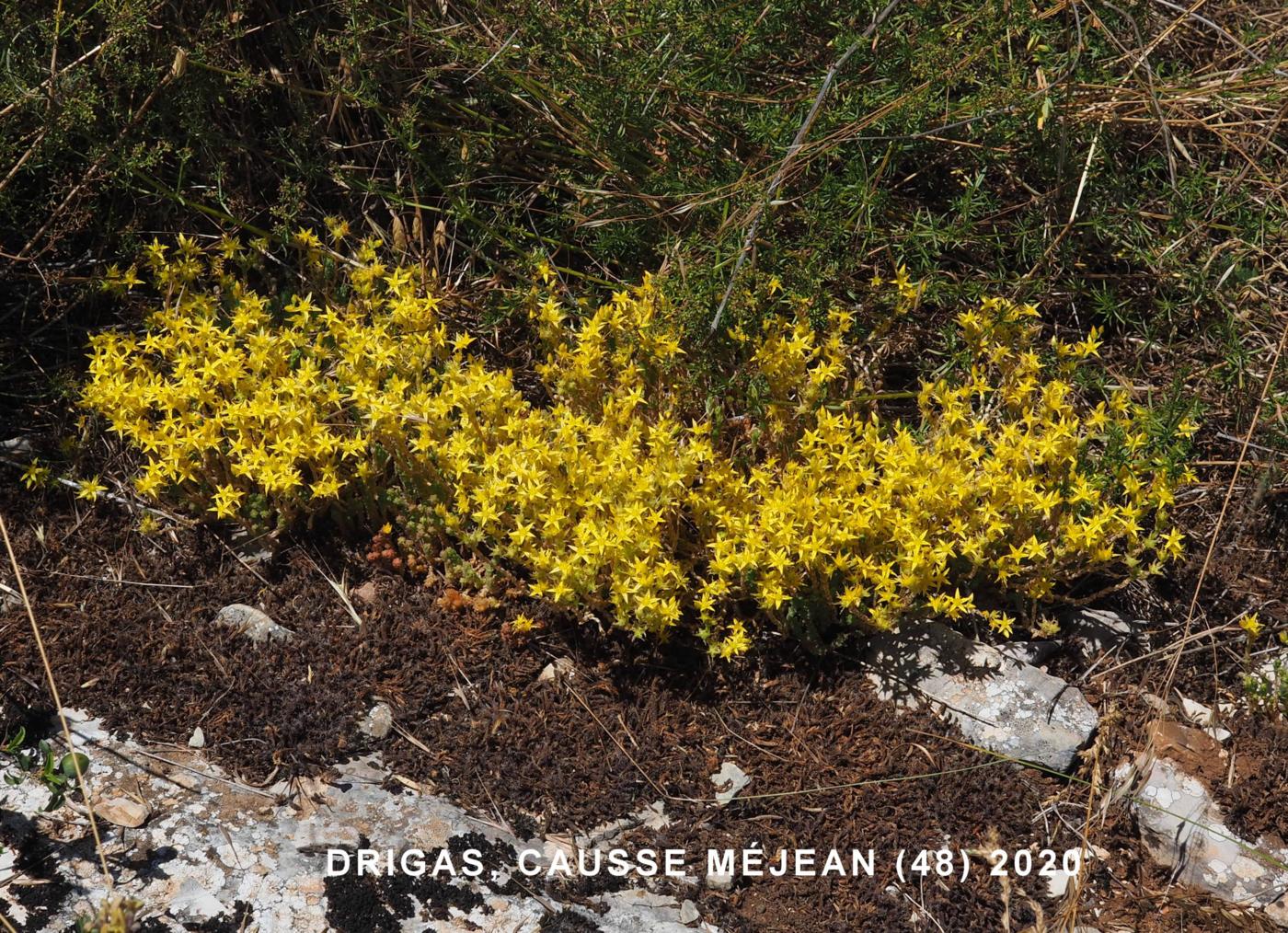 Stonecrop,Wall-pepper plant